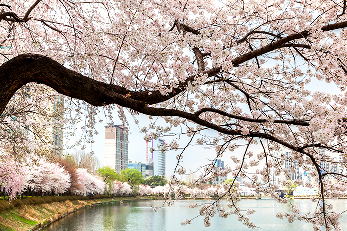 NHỮNG CON ĐƯỜNG HOA MÙA XUÂN Ở SEOUL